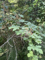 Rubus bifrons