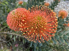 Leucospermum × hybridum