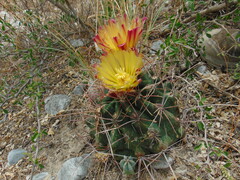 Hamatocactus hamatacanthus