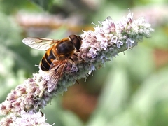 Eristalis