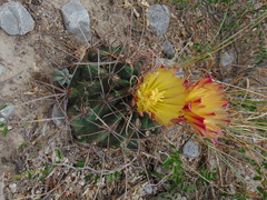 Hamatocactus hamatacanthus