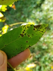 Ophiognomonia leptostyla