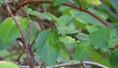 Malus sylvestris
