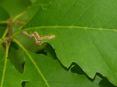 Stigmella quercipulchella