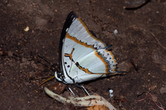 Polyura eudamippus