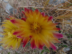 Hamatocactus hamatacanthus