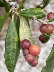 Belonocnema fossoria