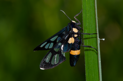 Amata sperbius