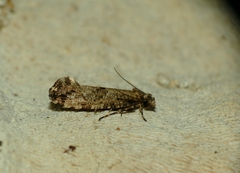 Morophaga choragella