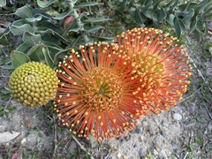 Leucospermum × hybridum