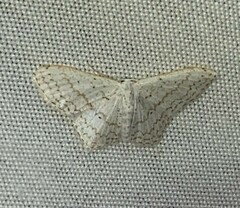 Idaea tacturata