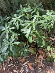Daphne laureola