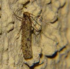 Lepidoptera