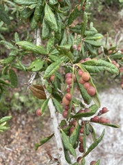 Belonocnema fossoria