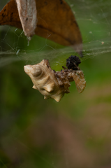 Cyrtophora citricola