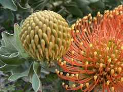 Leucospermum × hybridum