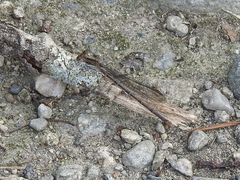 Argia fumipennis