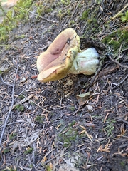 Boletus smithii