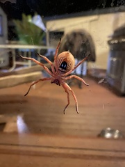 Neosparassus diana