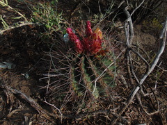 Hamatocactus hamatacanthus