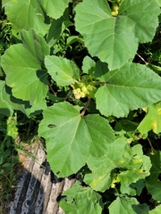 Xanthium orientale