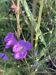 Agalinis purpurea