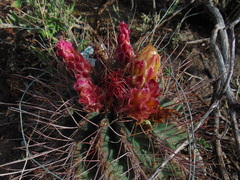 Hamatocactus hamatacanthus