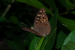 Junonia lemonias