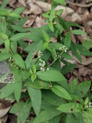 Lysimachia fortunei
