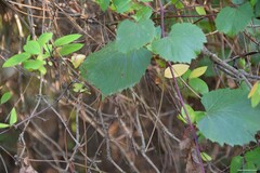 Malus sylvestris