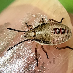 Oebalus
