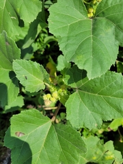 Xanthium orientale