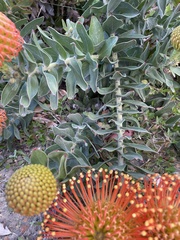 Leucospermum × hybridum