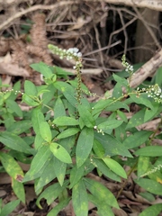 Lysimachia fortunei