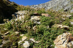 Cirsium spinosissimum