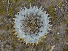 Ariocarpus retusus retusus