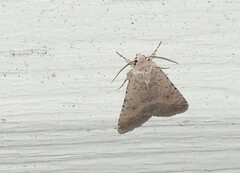 Caradrina clavipalpis