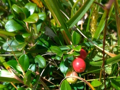 Vaccinium vitis-idaea