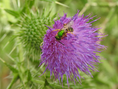 Agapostemon virescens