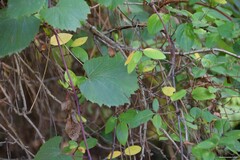 Lonicera japonica