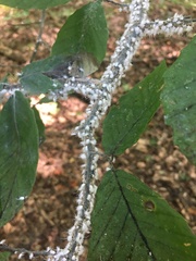 Grylloprociphilus imbricator