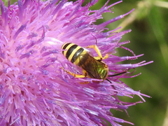 Agapostemon virescens