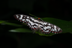 Pterothysanus laticilia