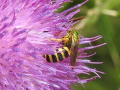 Agapostemon virescens