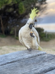 Cacatua galerita