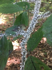 Grylloprociphilus imbricator