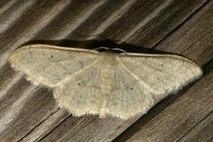 Idaea straminata