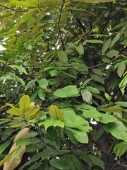 Gynochthodes umbellata