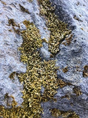 Racomitrium lanuginosum