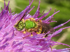 Agapostemon virescens